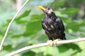 A young parrot is perching on a tree branch. Royalty Free Stock Photo