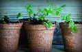 Young parsley seedling sprouts in the peat pots. Royalty Free Stock Photo