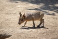 Young patagonian hare sniffing in the sand