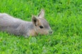 A young Patagonian mara