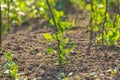 Young pea growing in garden Royalty Free Stock Photo