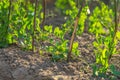 Young pea growing in garden Royalty Free Stock Photo