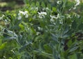 Young pea plant with flowers and pods 2 Royalty Free Stock Photo