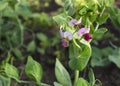 Young pea plant with flowers and pods 3 Royalty Free Stock Photo