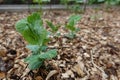 young pea plant growing in a raised wooden bed with mulch of shredded wood chips Royalty Free Stock Photo