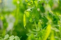 Young pea pods on a green pea plant. Pea pods ripening in the garden on sunny summer day Royalty Free Stock Photo