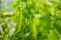 Young pea pods on a green pea plant. Pea pods ripening in the garden on sunny summer day Royalty Free Stock Photo