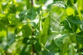 Young pea pods on a green pea plant. Pea pods ripening in the garden on sunny summer day Royalty Free Stock Photo