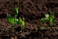 Young pea sprouts grow on cultivated land in a vegetable garden. Vegetarian food. Healthy and organic ingredients for cooking.