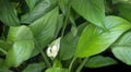 Peace Lily bud Royalty Free Stock Photo