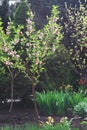 Young peach blossom tree in a beautiful spring garden Royalty Free Stock Photo