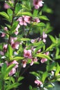 Young peach blossom tree in a beautiful spring garden Royalty Free Stock Photo