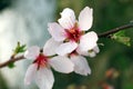 Young peach branch with spring flowers macro