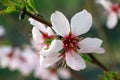 Young peach branch with spring flowers macro