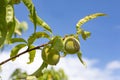 Young peach ripens on the tree