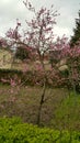 Young peach tree in flower in garden