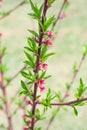 A young peach tree seedling with swollen pink flower buds. Growing fruit trees in the garden Royalty Free Stock Photo