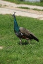 Young peacock moving in the grass Royalty Free Stock Photo