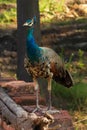 A Young Peacock (Young Indian Peafowl Male)