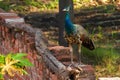 A Young Peacock On A Wall