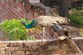 A Young Peacock On A Wall