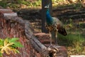 A Young Peacock On A Wall