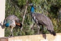 Young Peacocks Playing On A Wall