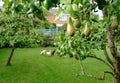 Young pear fruit seen on a private orchard, together with a flock of chickens in the background. Royalty Free Stock Photo