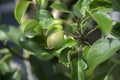 Young pear fruit on tree