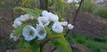 Young pear tree blossom in spring, White flowers Royalty Free Stock Photo