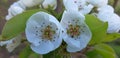 Young pear tree blossom in spring, White flowers close up Royalty Free Stock Photo