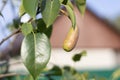A young pear on a tree branch in a lightning ray. A juicy pear hangs on a branch and ripens in the sun. Eco-friendly Royalty Free Stock Photo