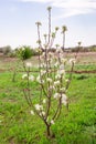 young pear tree with white flowers. Growing fruits in the garden Royalty Free Stock Photo