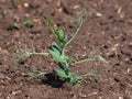 Peas plant in soil