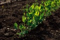 Young peas sprouts grow in a kitchen garden. Healthy, fresh and organic ingredients for cooking. Vegetable growing. Royalty Free Stock Photo