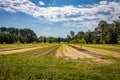 Young Pecan Tree Orchard Royalty Free Stock Photo