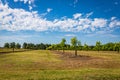 Young Pecan Tree Orchard Royalty Free Stock Photo