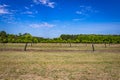 Young Pecan Tree Orchard Royalty Free Stock Photo