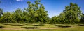 Young Pecan Tree Orchard Royalty Free Stock Photo