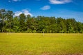 Young Pecan Tree Orchard Royalty Free Stock Photo