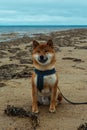 Young pedigree dog resting on the beach. Red shiba inu dog sitting near the Sea of Okhotsk on the island of Sakhalin