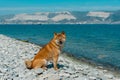 Young pedigree dog resting on the beach. Red shiba inu dog sitting near the black sea in Novorossiysk Royalty Free Stock Photo