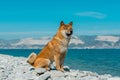 Young pedigree dog resting on the beach. Red shiba inu dog sitting near the black sea in Novorossiysk Royalty Free Stock Photo