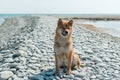 Young pedigree dog resting on the beach. Red shiba inu dog sitting near the black sea in Novorossiysk Royalty Free Stock Photo