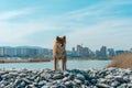 Young pedigree dog resting on the beach. Red shiba inu dog standing near the black sea in Novorossiysk Royalty Free Stock Photo