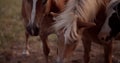 Concept of tourism, beauty and natural lifesyle. Brown pedigree horses graze in the field. Beautiful well-groomed