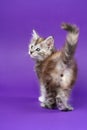 Young pedigreed Maine Coon Cat black silver patched tabby stands on purple background, raising tail.