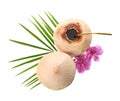 Young peeled coconuts with straw, palm leaf and flowers on white background, top view Royalty Free Stock Photo