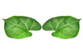 The young peepul leafs with the white background and clipping path Royalty Free Stock Photo