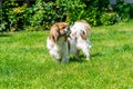 Pekingese dog Royalty Free Stock Photo